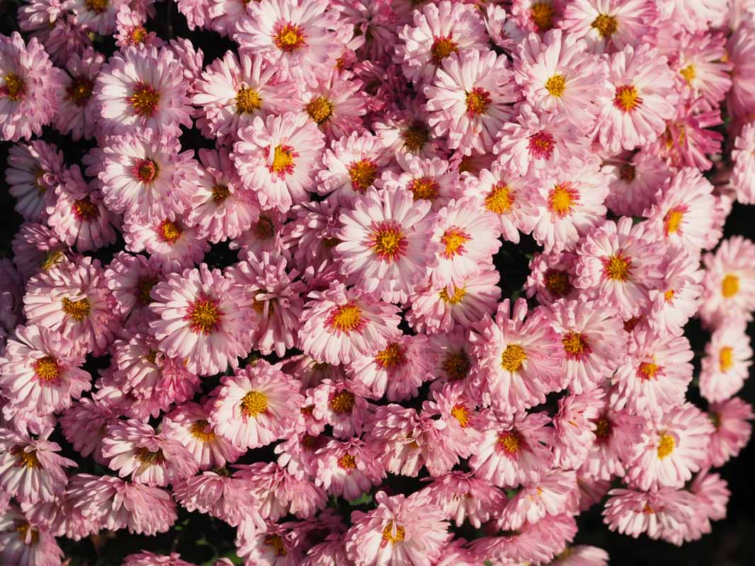 Herfstasters Goudse Smultuin