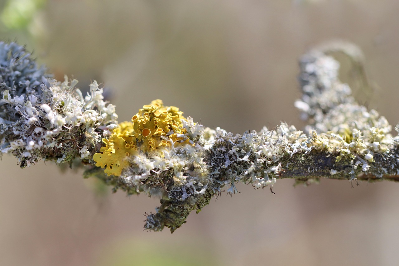 Korstmossen excursie