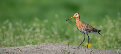 Grutto loopt op grasveld met wazige groene achtergrond.