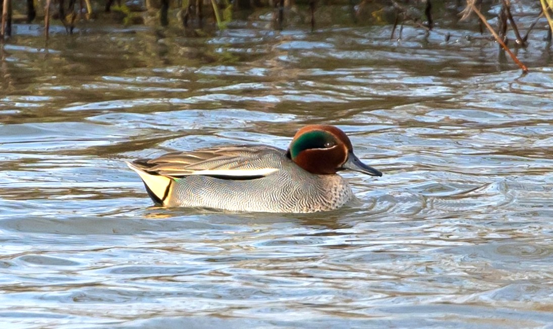 Eend met felgroene kop zwemt in een vijver omgeven door rietstengels.