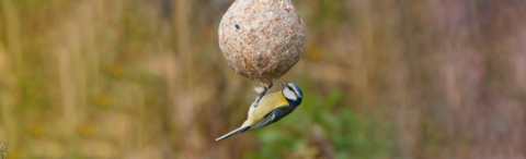 Pimpelmees hangt onder een vetbol in een natuurlijke omgeving.