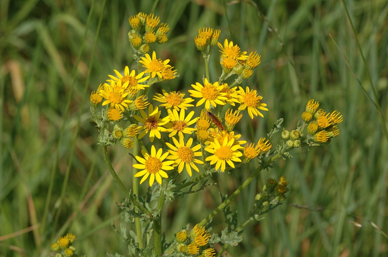 Gele bloemen met fijne blaadjes op een groene achtergrond van gras.