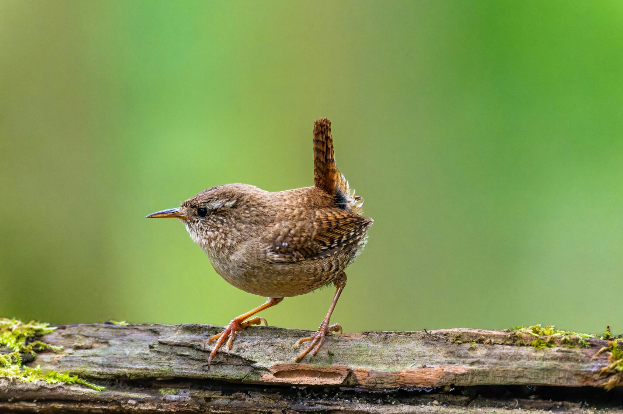 Een kleine bruine vogel zit op een met mos bedekte tak tegen een groene achtergrond.