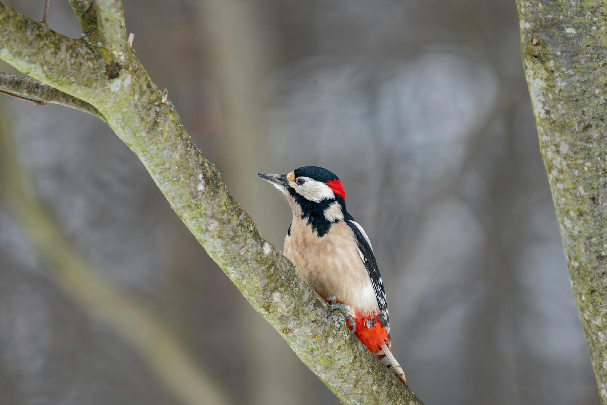 Grote bonte specht op een boomtak, met rood, zwart en wit verenkleed tegen een wazige achtergrond.