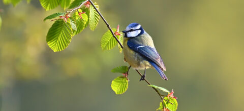 Koolmees op tak met groene bladeren, tegen een zachte, onscherpe achtergrond.