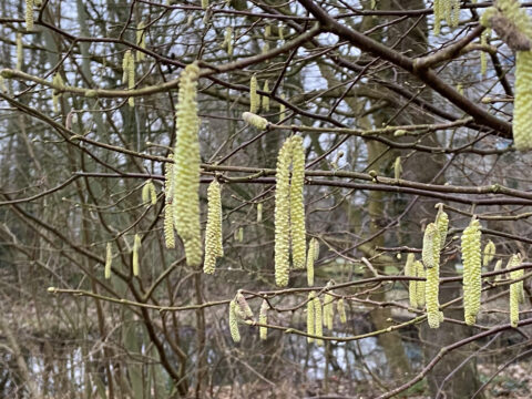 Heempad Gouda in de winter