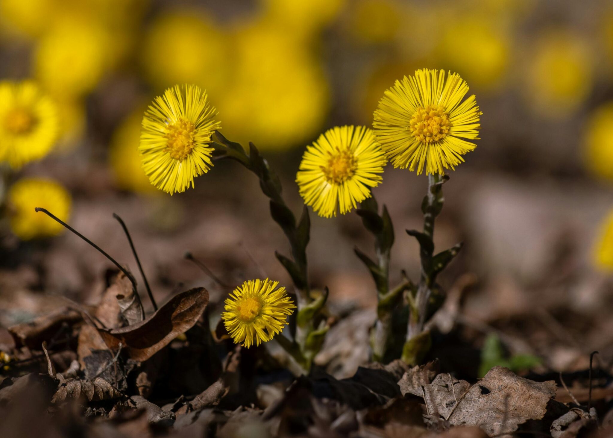 Felgele bloemen van klein hoefblad, groeiend tussen dorre bladeren op de grond.