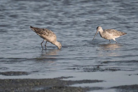 Twee steltlopers zoeken naar voedsel in ondiep water.