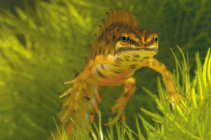 Een waterdier zwemt tussen groene planten onder water, met scherpe vinnen en een gestreepte huid.