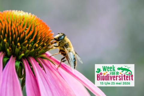 Bijen op paarse bloem met tekst "Week van de Biodiversiteit, 15 t/m 25 mei 2026."