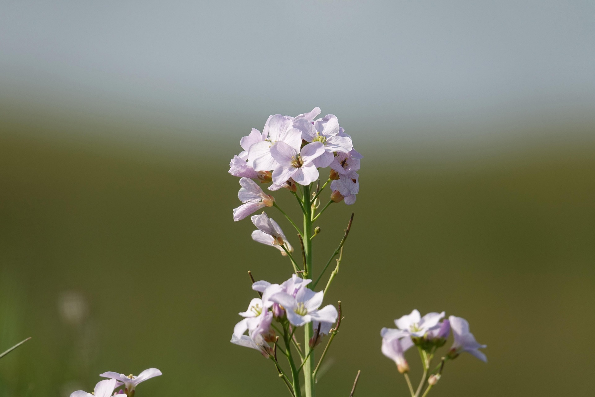 Paarse wilde bloemen tegen een onscherpe groene achtergrond.