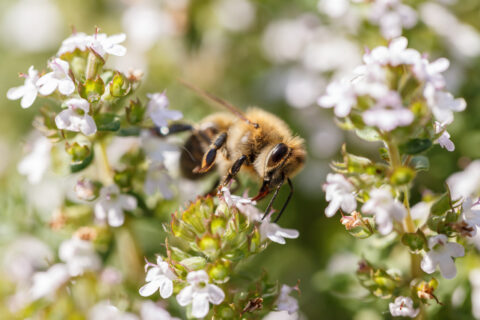 Honingbij op witte bloemen in bloeiende tuin, bezig met nectar verzamelen.