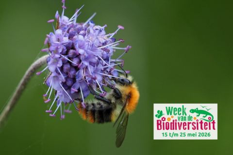 Hommel op paarse bloem met tekst: "Week van de Biodiversiteit, 15 t/m 25 mei 2026".