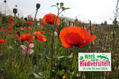 Klaprozenveld met bij en poster voor Week van de Biodiversiteit, 15-25 mei 2026.