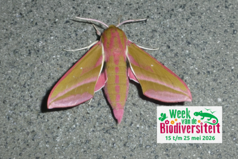 Roze en groene nachtvlinder op steen, met logo: "Week van de Biodiversiteit 15 t/m 25 mei 2026".