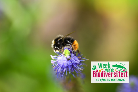 Een bij op een paarse bloem, met logo "Week van de Biodiversiteit" 15-25 mei 2026.