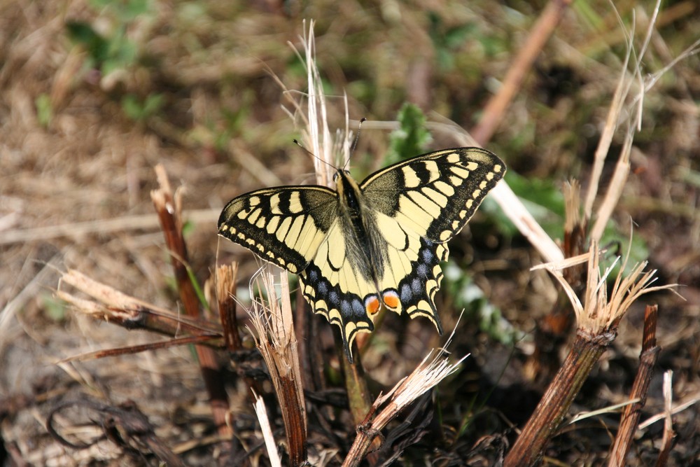 Gele vlinder op dor gras en stengels in een natuurlijke omgeving.