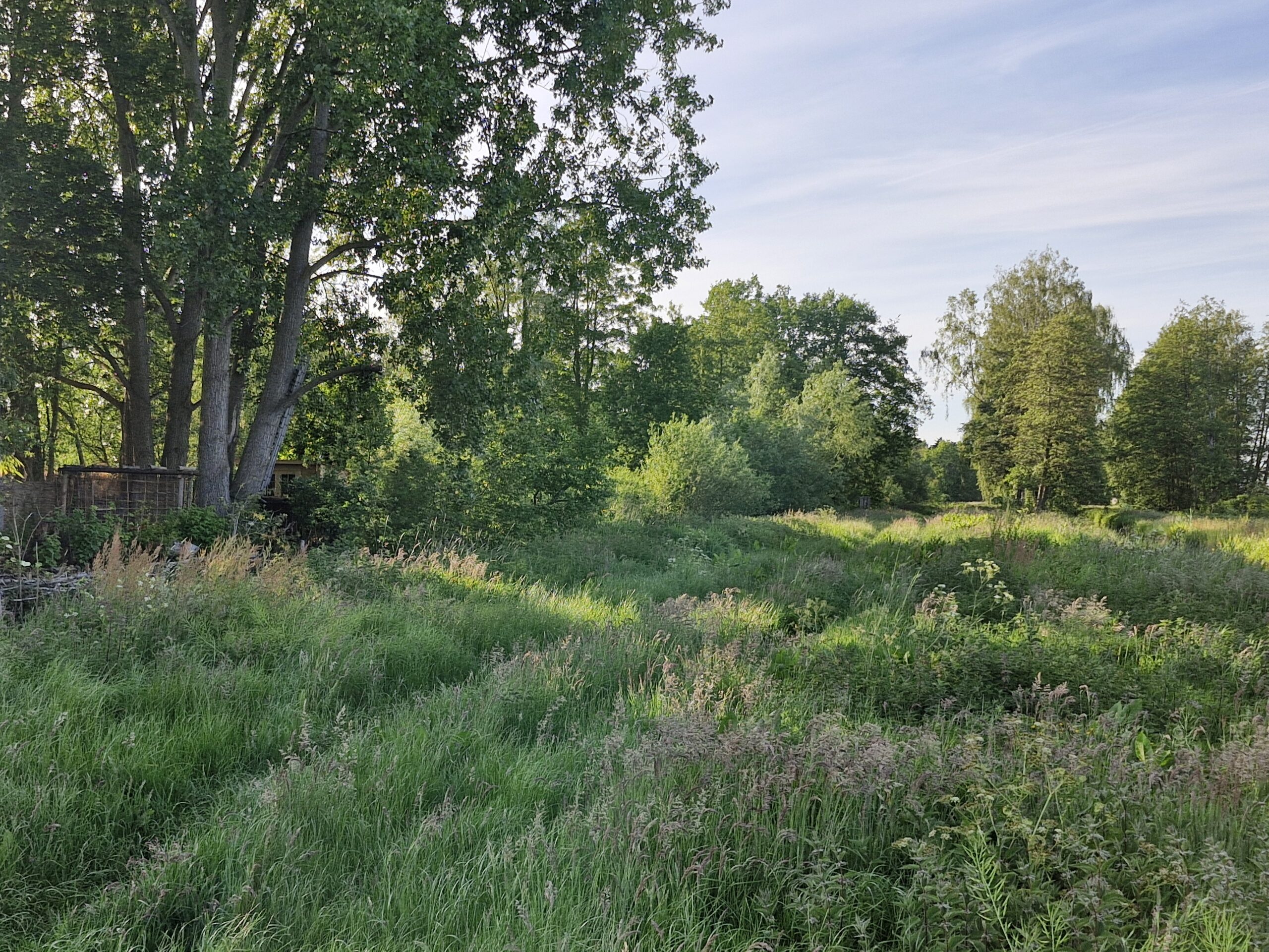 Weelderig groen veld met hoge bomen onder een helderblauwe hemel.