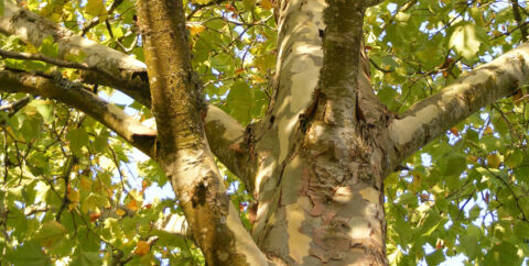 Boomstam en takken met groen en geel blad in zonlicht.