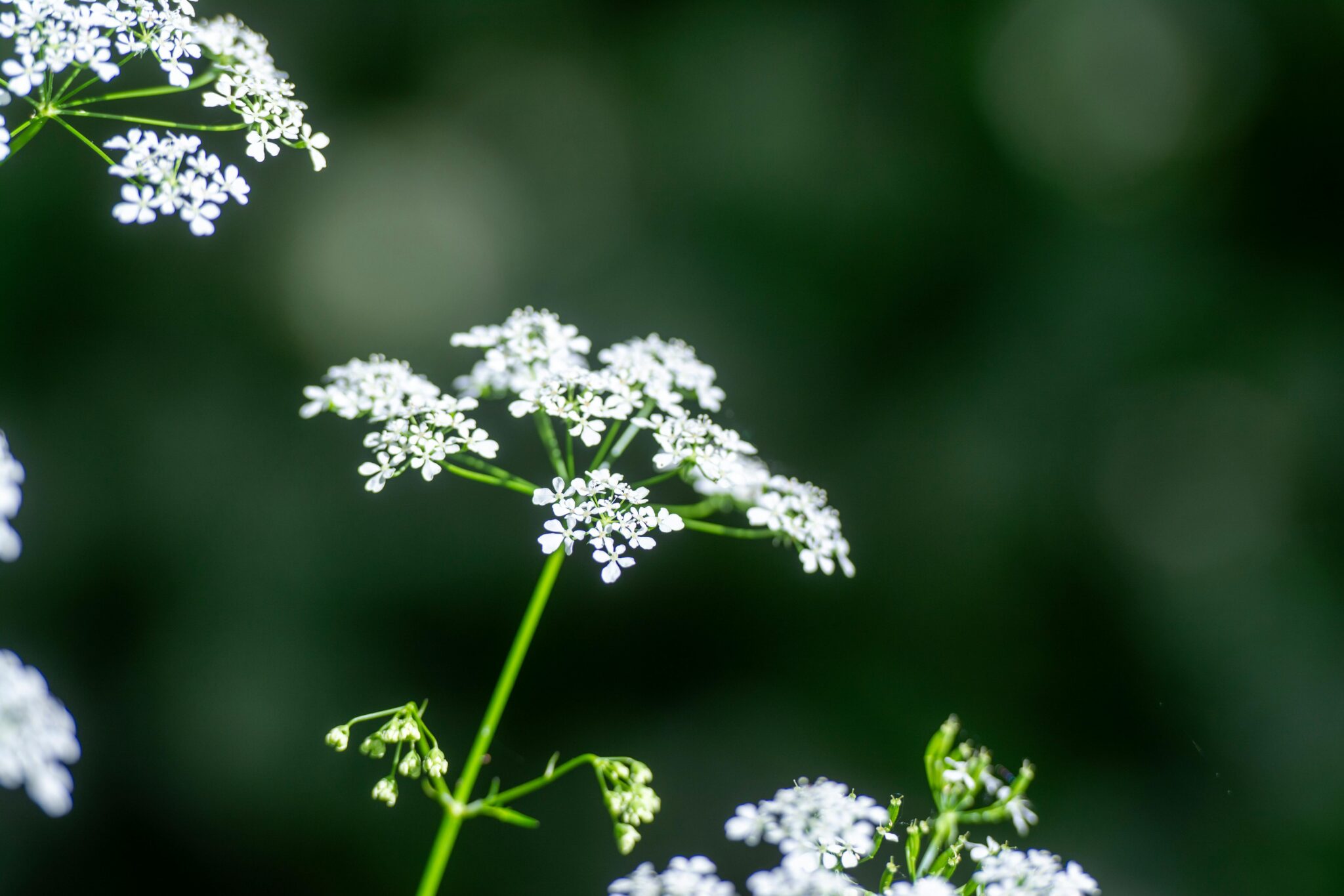 Witte bloesems tegen een onscherpe, groene achtergrond.