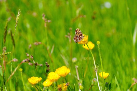 Vlinder op een gele bloem in een groen veld.