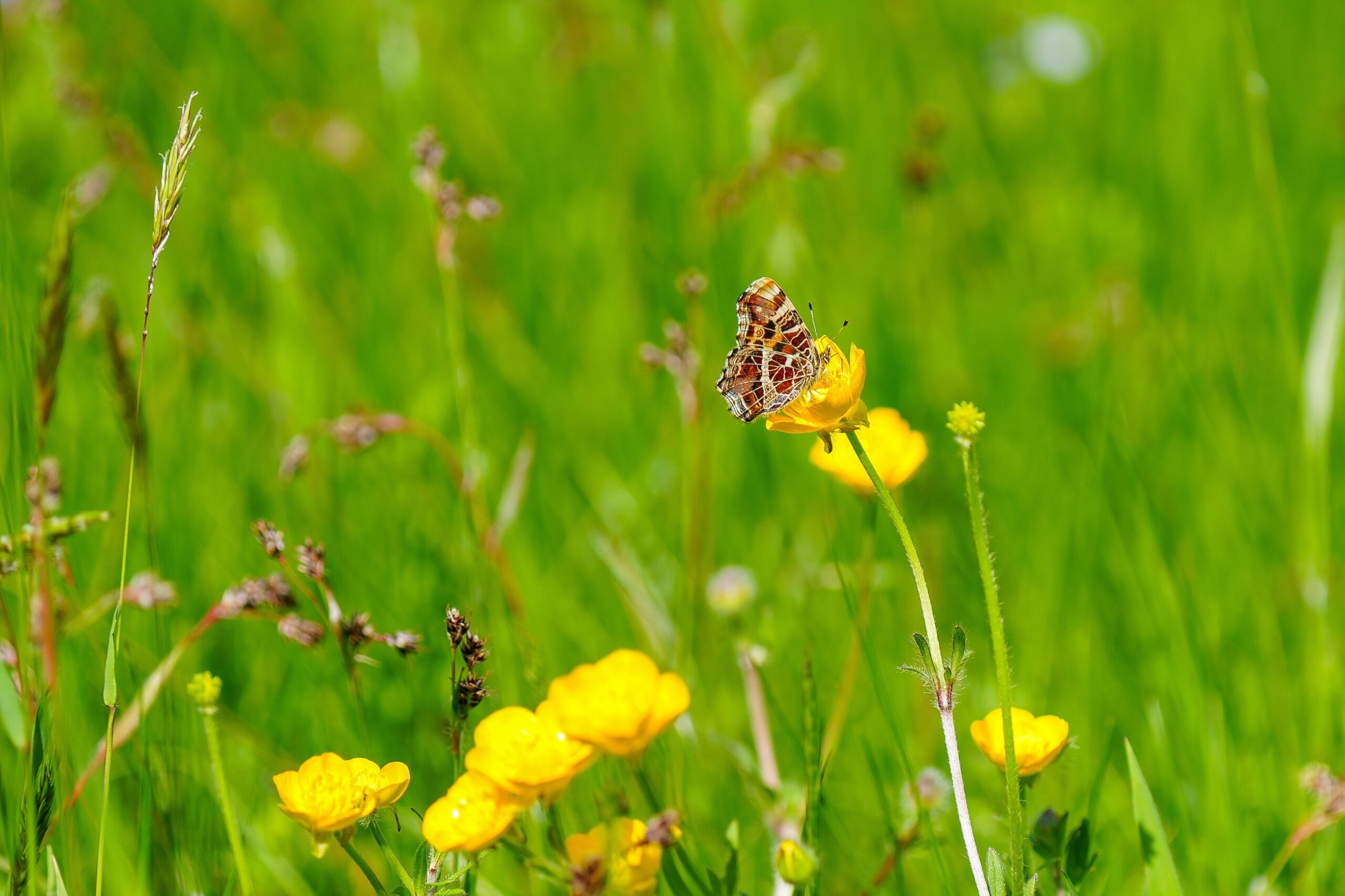 Vlinder op een gele bloem in een groen veld.