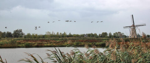 Windmolen naast kanaal met vliegende vogels en groene begroeiing op een bewolkte dag.