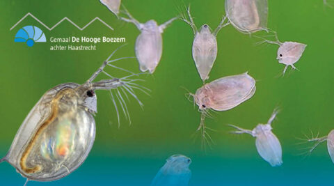 Transparante watervlooien op groene achtergrond met logo van Gemaal De Hooge Boezem, Haastrecht.