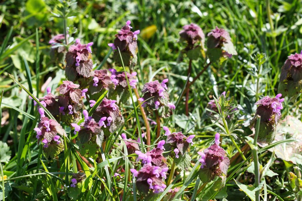 Groenblauwe zone Westergouwe Gouda SK