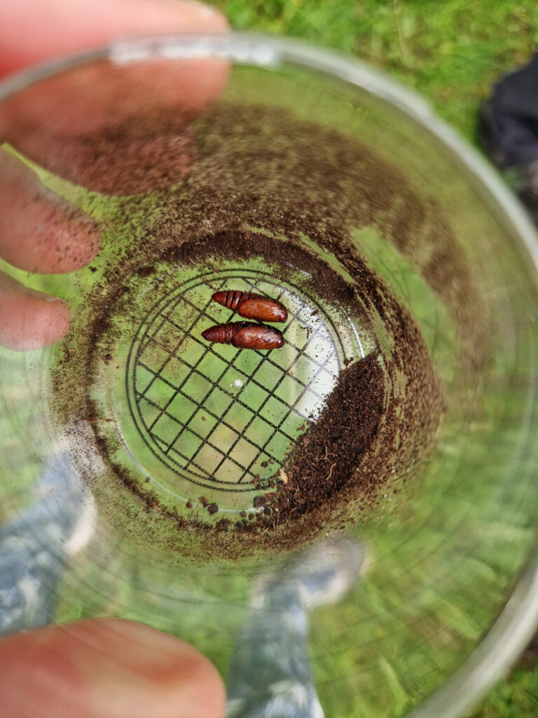 Twee insectenpoppen Scharrelkids