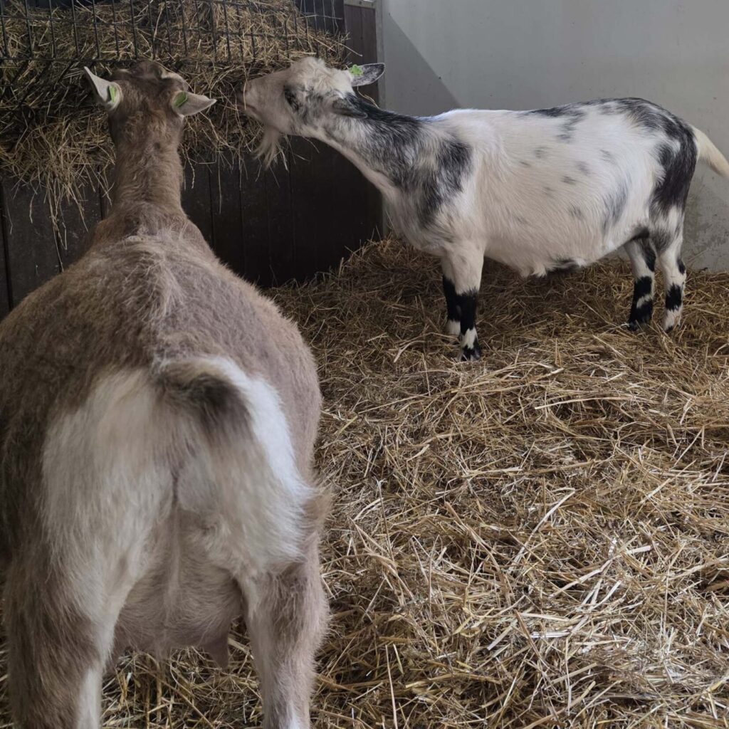 Geitjes binnen KIBO