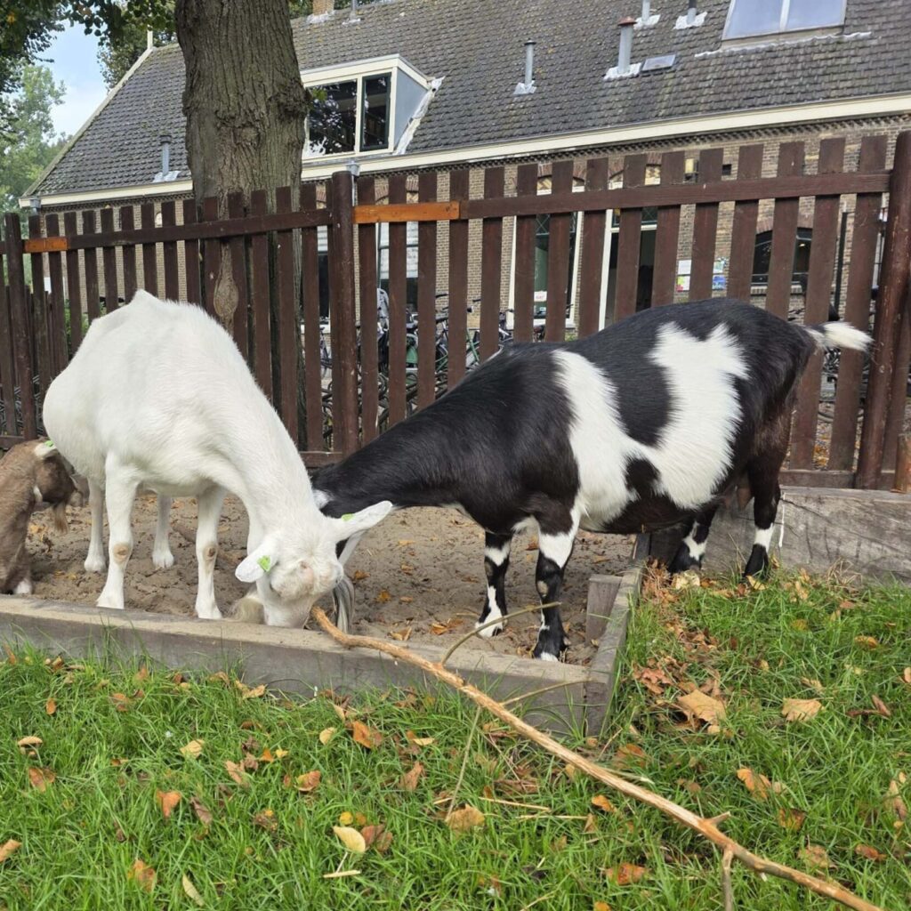 Geitjes buiten KIBO
