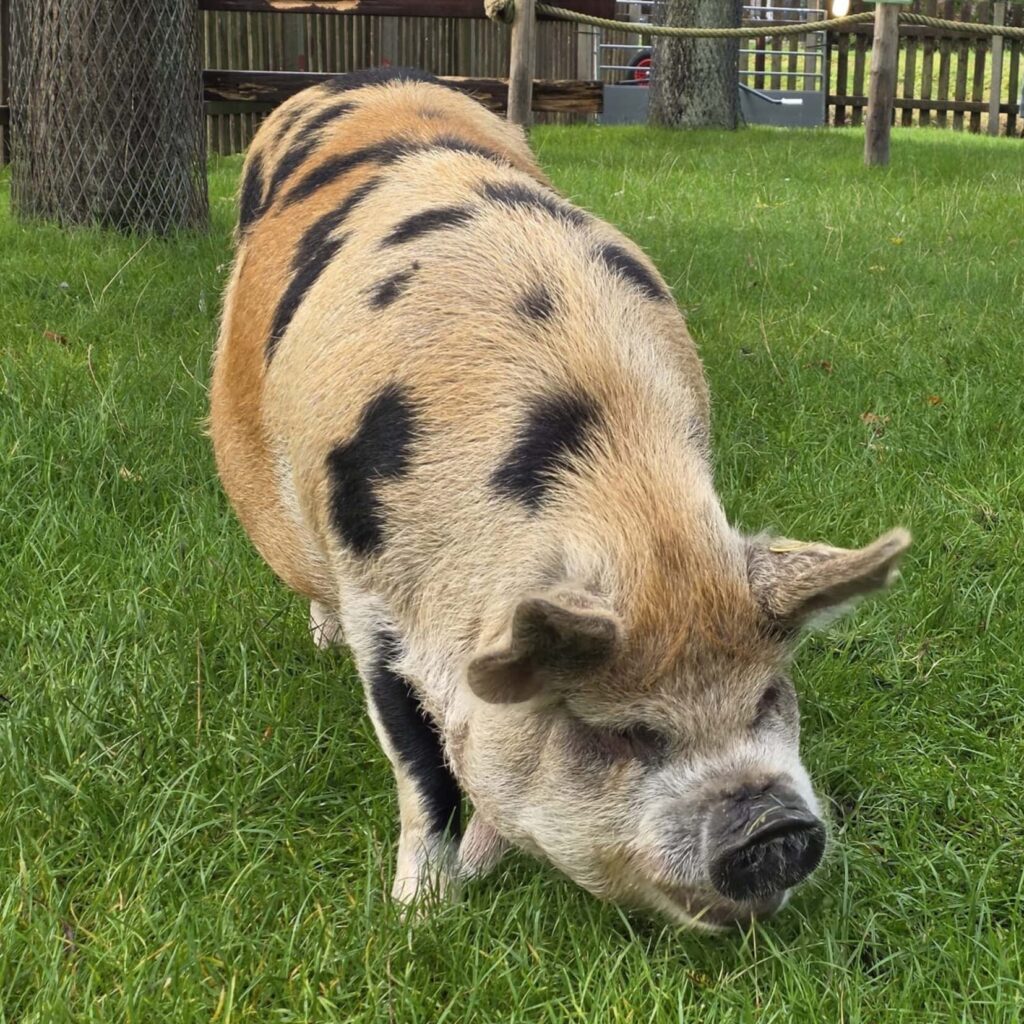 Varken buiten KIBO