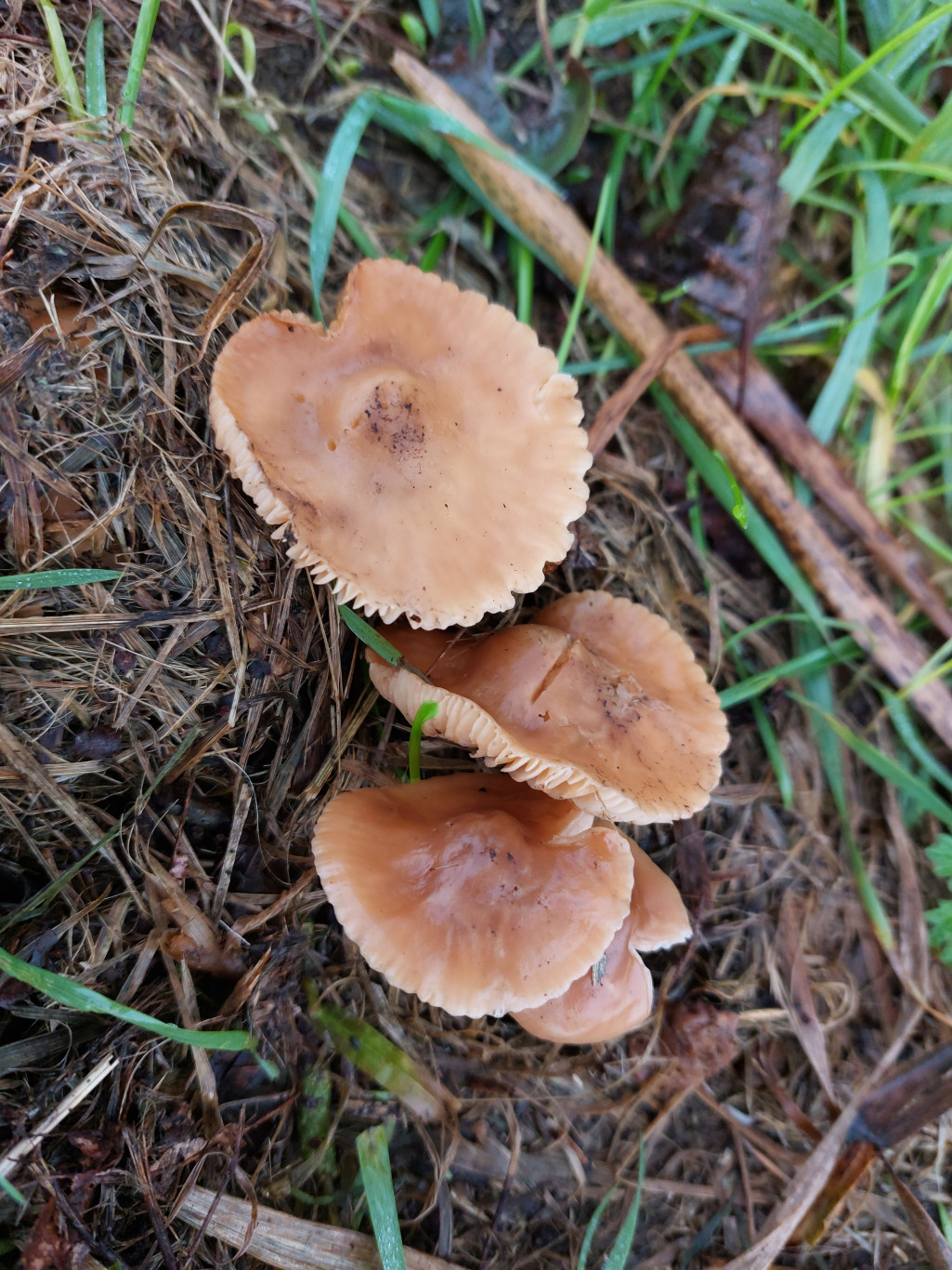 Paddenstoelen zoeken in het Gouwebos