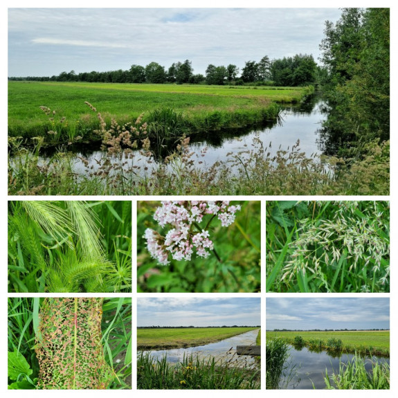 polder