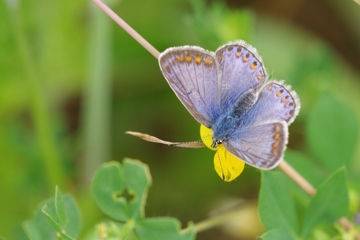 Kort verslag van vlinder- en libellenexcursie dd 18/6/21 naar het Bentwoud.