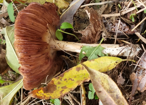 paddenstoelen