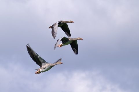 Lezing wintergasten en vogeltrek