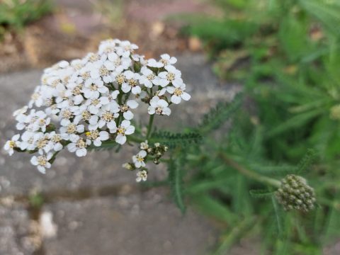 Wandeling door het Plan IJsvogel