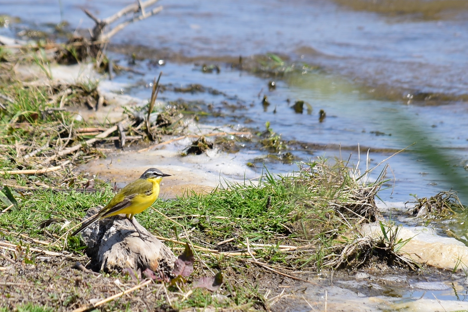 Excursie Driemanspolder 15-05-2022