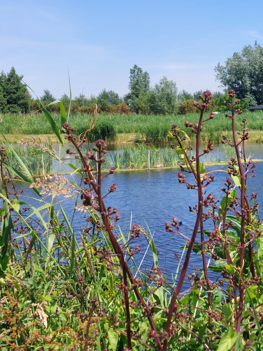 Wandeling door het Plan IJsvogel