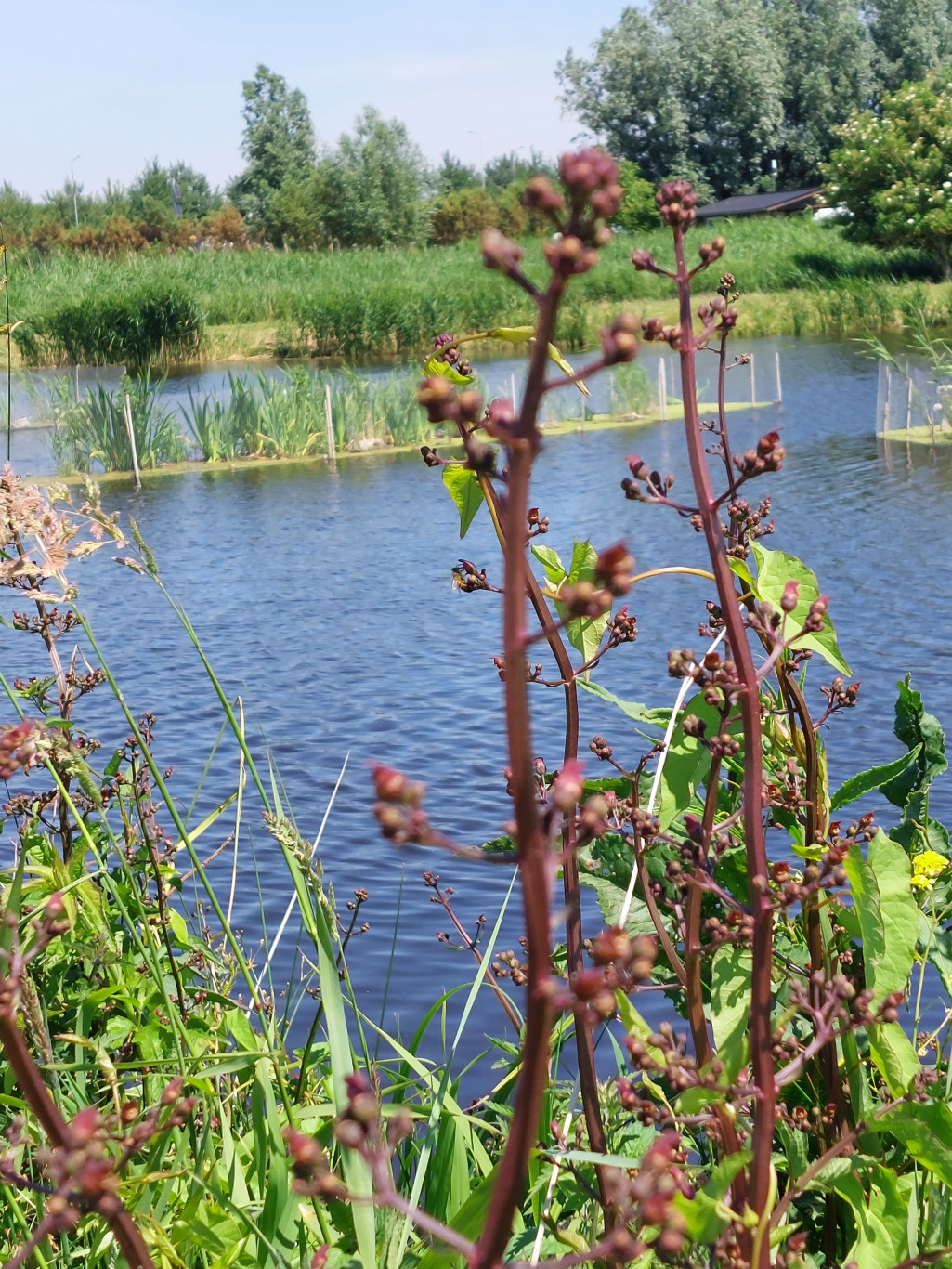 Fietstocht naar het Bentwoud.