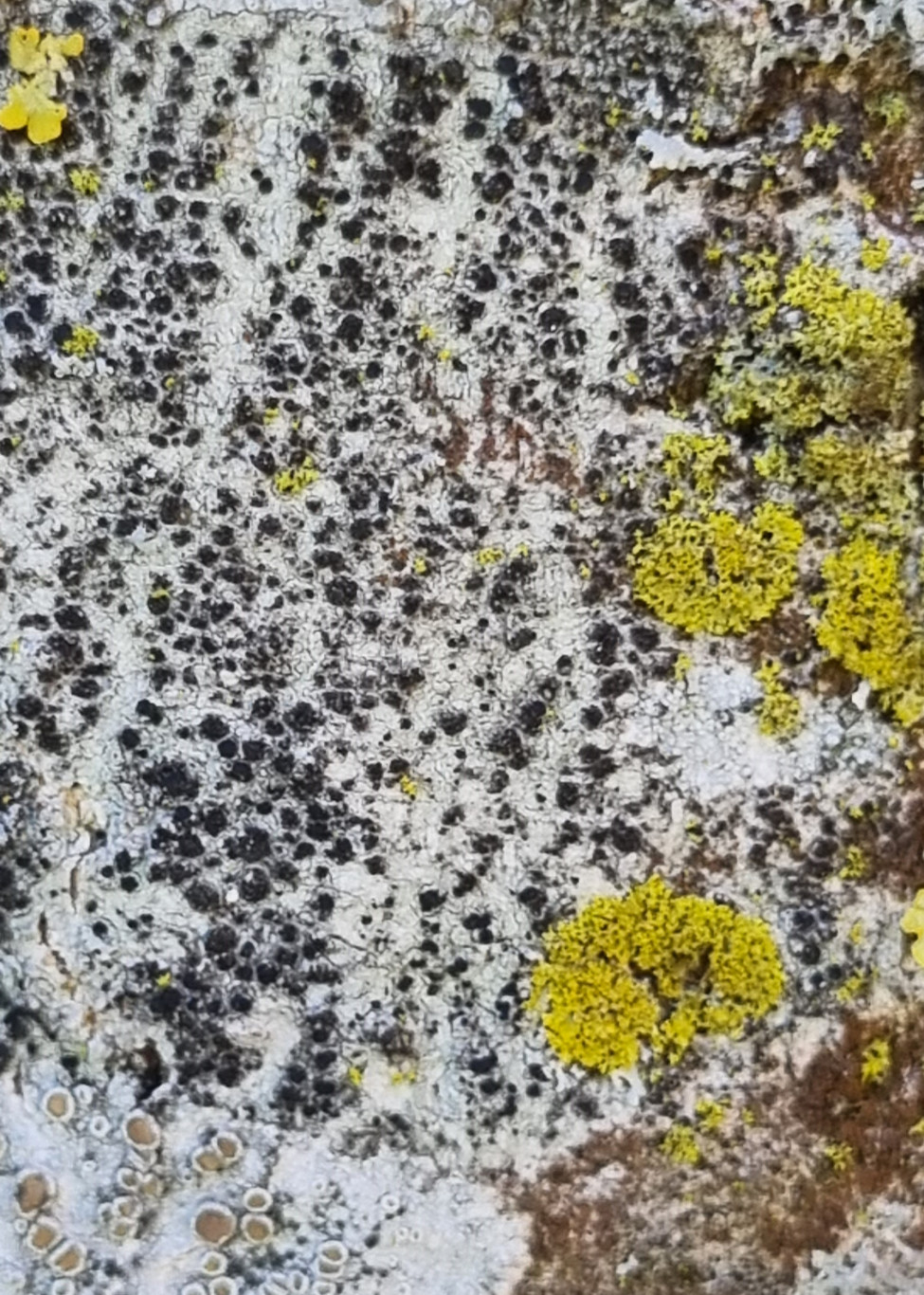 Korstmossen excursie