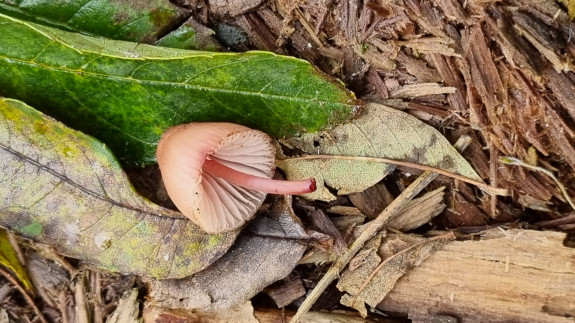 paddenstoelen