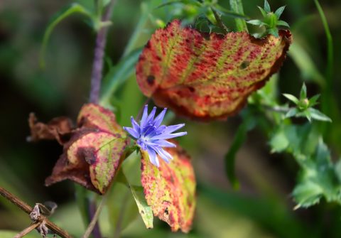 IVN-excursie Omslag in de natuur