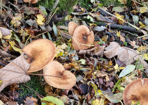 paddenstoelen