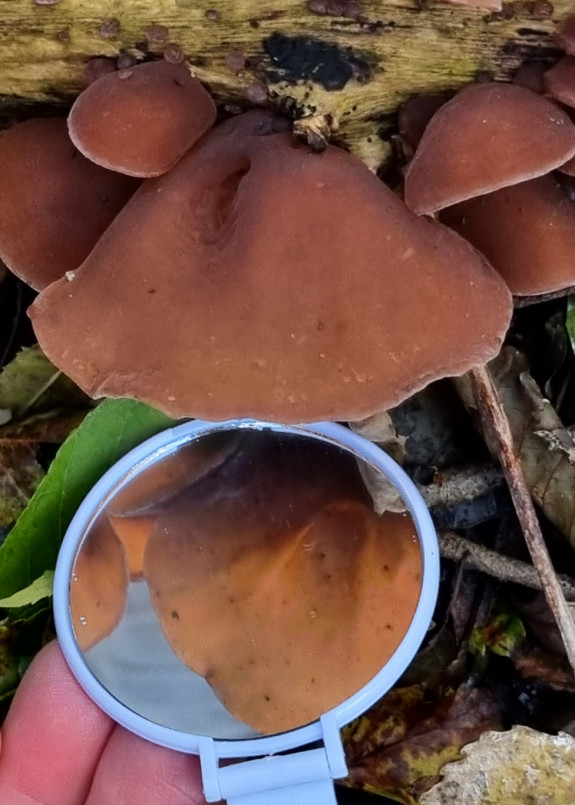 paddenstoelen