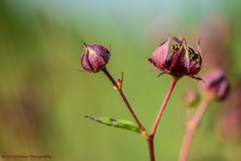 natuurkieker_3