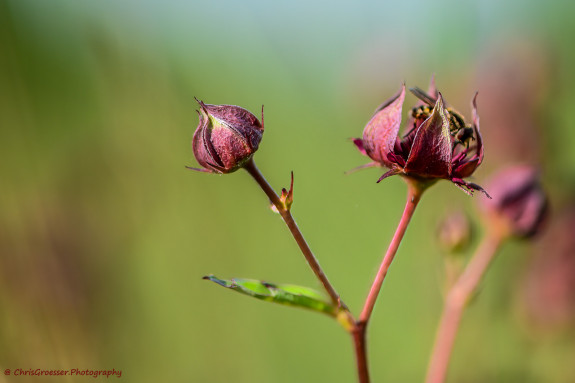 natuurkieker_3