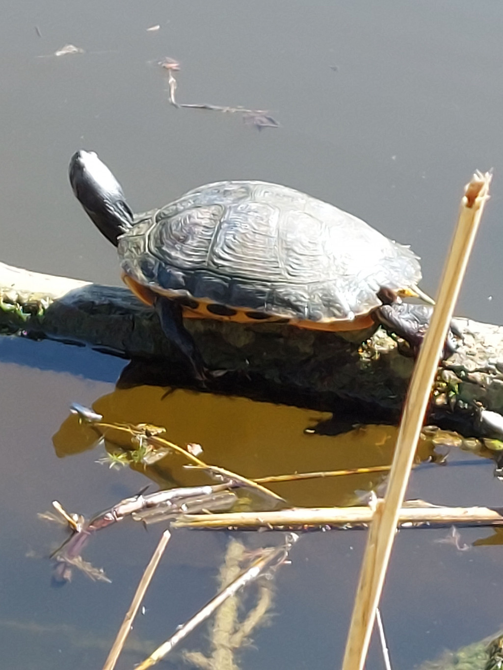 schildpad